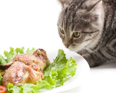 Can Cats Eat Chicken Wings