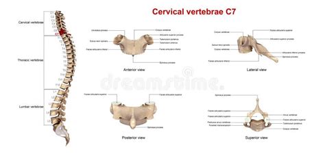 Cervical Vertebrae C7 Stock Illustration Illustration Of Cervical
