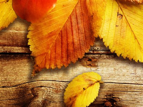 Осенние листья на дереве - обои для рабочего стола, картинки, фото