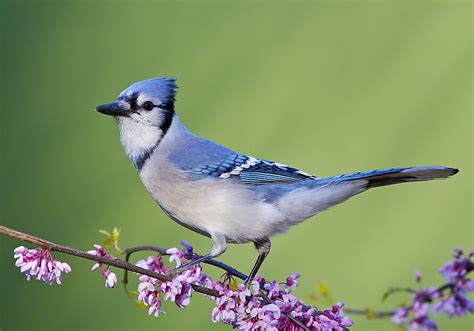 39 Best Ideas For Coloring Blue Jay Bird Pictures