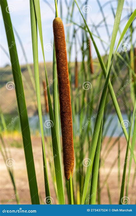 Reed Mace Plant Also Known As Cat Tail Bulrush Swamp Sausage Punks