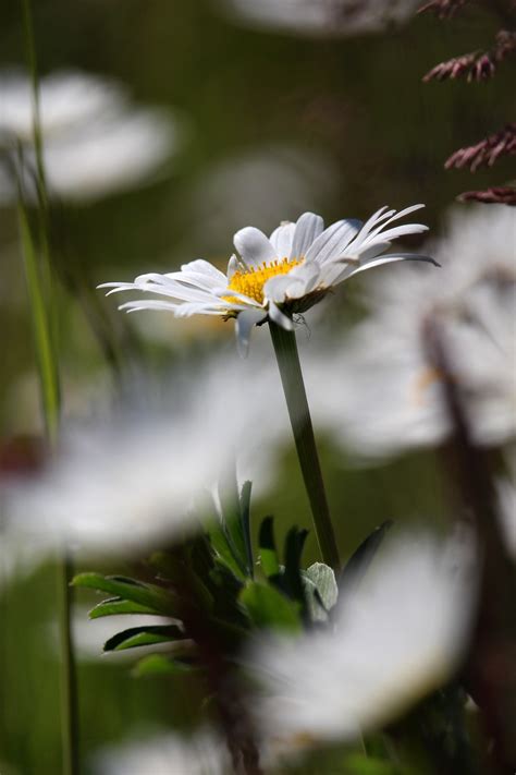 Fleurs Sauvages Marguerites Photo Gratuite Sur Pixabay Pixabay
