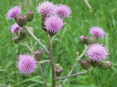 Maybe you would like to learn more about one of these? Cirsium arvense (Creeping Thistle) | World of Flowering Plants