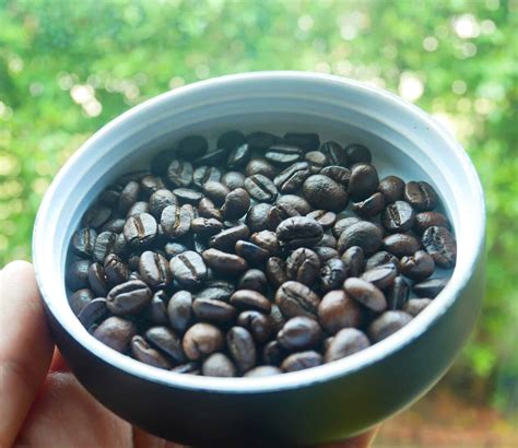 ประวัติศาสตร์แห่งกาแฟ เครื่องดื่มในยุคแห่งปัญญา: ตอนที่ 1 การค้นพบกาแฟ ...