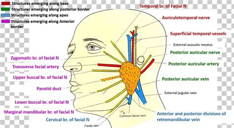Auricular Anatomy