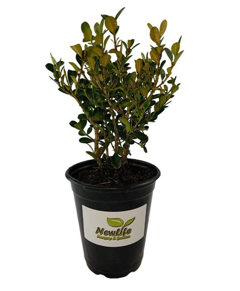 Japanese Boxwood Buxus New Life Nursery