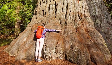 Giant Sequoia The World S Biggest Trees WorldAtlas Com