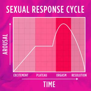 Touch Me Tease Me A Guide To The Sexual Response Cycle Buzz Blog