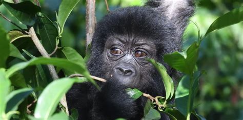 10 Best Gorilla Safaris In Uganda Top Gorilla Safaris Uganda