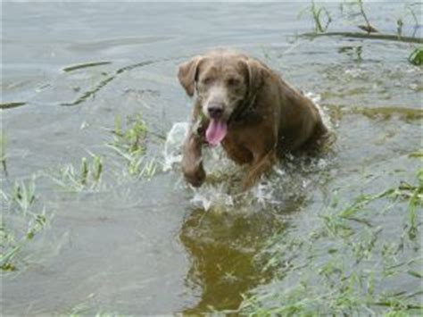 The labrador retriever loves to retrieve. Labrador Retriever Puppies in Arizona