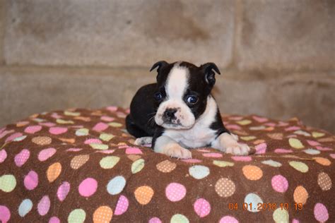 Boston Terrier English Bulldog Puppy For Sale Butler Ohio Max Male Ac