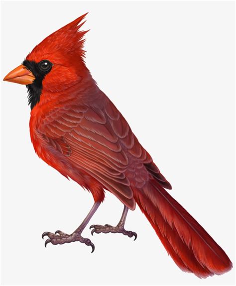 Draw a u shaped line at the base of the tail to form the bird's upper leg. Cardinal Bird Png - Cardinal Drawing - Free Transparent ...