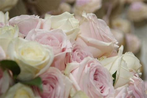 Blush Pink Roses Blush Pink Rose Here Comes The Bride Rose