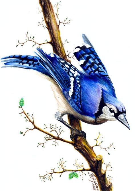 Blue Jay By Kariatyda Bird Art Watercolor Bird Blue Jay Art