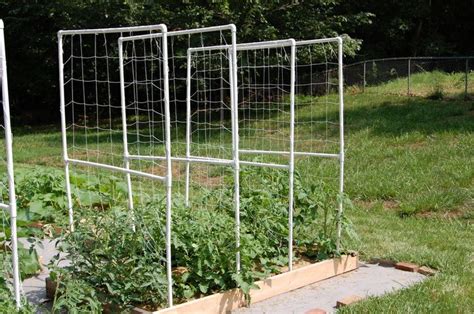 Easy Pvc Tomato Trellis Homespot Hq Blog Tomato Trellis Diy