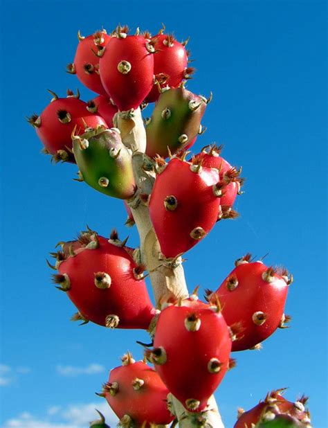 Free shipping for many products! PlantFiles Pictures: Cylindropuntia Species, Christmas ...