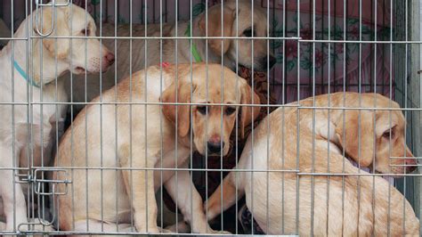Federal Lawmakers Reintroduced Goldies Act To Protect Dogs In Puppy