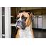 55 Names For Boxer Dogs
