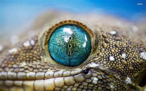 Lizard Eye Close Up Reptile Eye Lizard Eye Crocodile Eyes