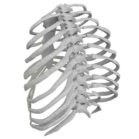 See synonyms for rib cage on thesaurus.com. Anatomy - Human Rib Cage by FrancescoMilanese85 | 3DOcean