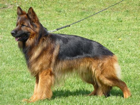 Long Haired German Shepherd Facts About The Long Coat Gsd