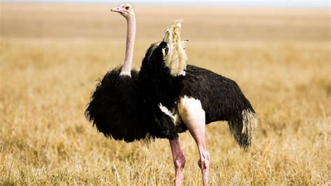 Fascinating Facts About Ostriches Ostritec