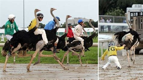 Birds Of A Feather Race Together Ostriches Run For Glory In Side