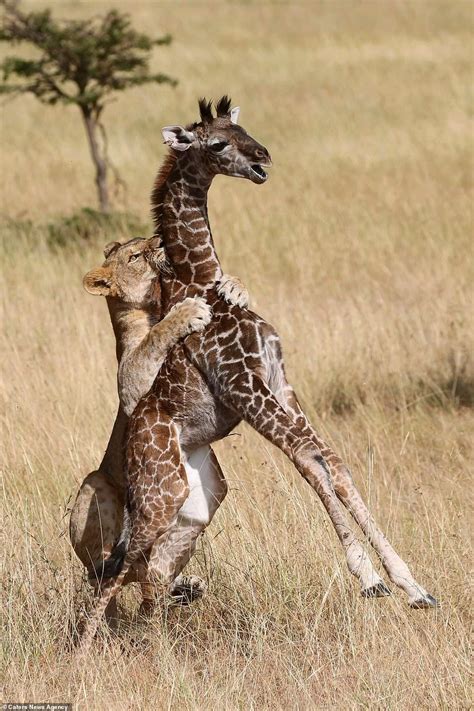 Lion Clings To Giraffes Back As She Battles In Vain To Save Her Calf