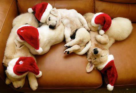 Christmas Puppies Wallpapers Free Wallpapersafari