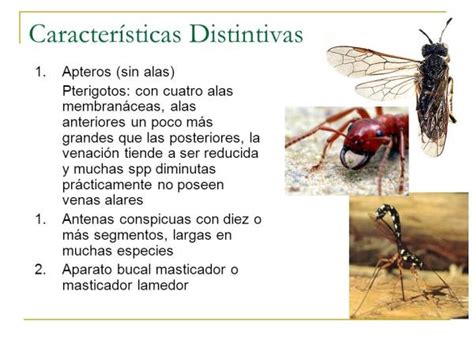 Clasificación De Los Insectos Resumen ImÁgenes