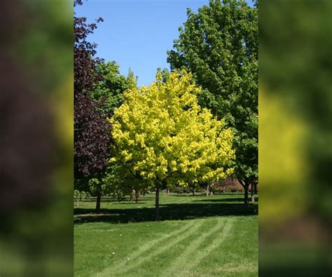 Hardy and does not scorch in the sun. Retail Center Products - Pikes Peak Nurseries