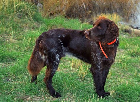 german longhaired pointer history personality appearance health  pictures