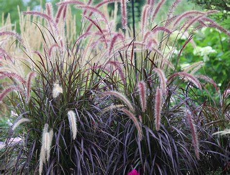 Purple Fountain Grass How To Care For Pennisetum Setaceum ‘rubrum