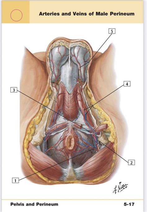 Blood Supply Of Male Perineum Diagram Quizlet