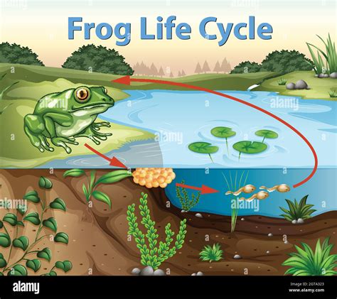 Science Of Frog Life Cycle Stock Vector Image And Art Alamy