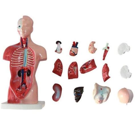 Csatai Body Anatomy Modelhuman Torso Body Model Anatomy Anatomical