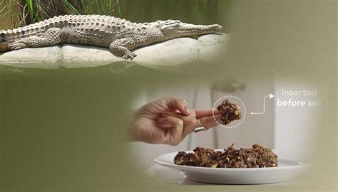 Crocodile Dung As Contraception Interesting Facts
