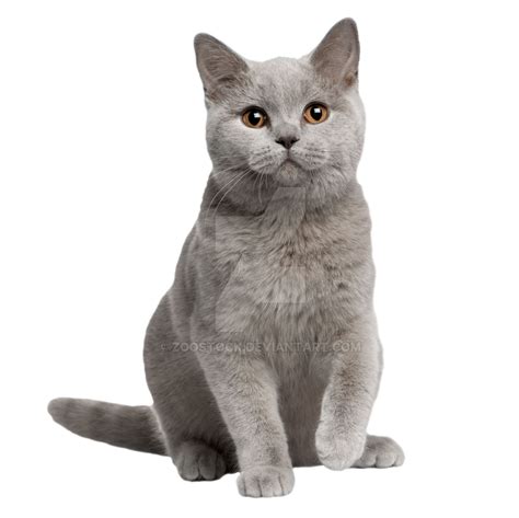British Shorthair Cat Png Transparent Images Png All