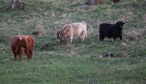 West Highland Cattle Yvonne Larsson Flickr