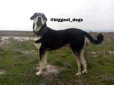 Iraq Kurdish Dog Breed Pshdar Dog Assyrian Shepherd Dog
