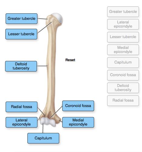 This tutorial covers basic features of the anatomy of the radius and ulna bones. Radius Bone Labelled - Image Result For Elbow Joint ...