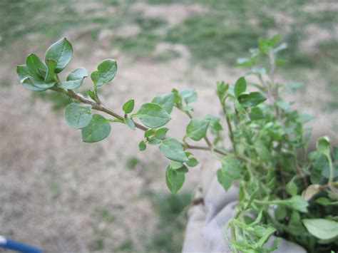 How To Identify Chickweed Foraging For Wild Edible Greens — Good Life