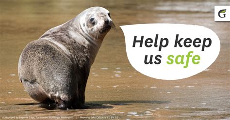 Save Our Sea Lions Nz