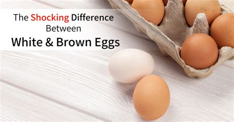 The Shocking Difference Between White And Brown Eggs Dr Sam Robbins