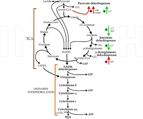 Pdf Metabolic Sources And Principal Metabolic Pathways For Brain