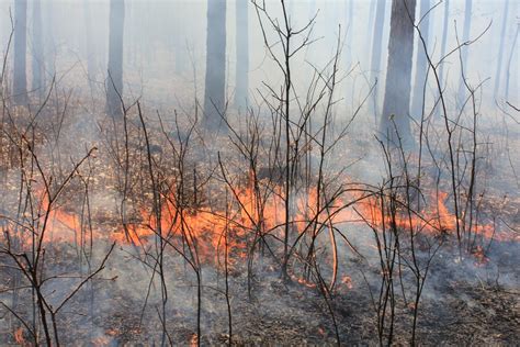 68 Year Study Shows Long Term Effects Of Burning Forests At Frequent
