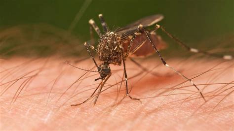 Nasa Invites Citizen Scientists To Track Mosquitoes Aims To Predict