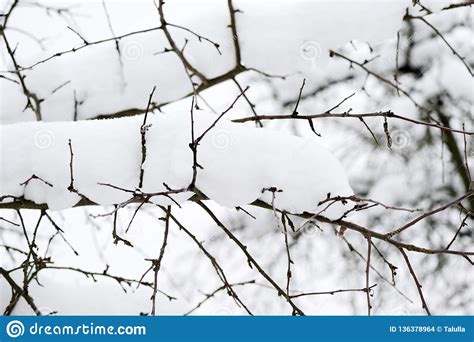 Tree Branches Covered With Snow In The Winter Garden Stock Photo