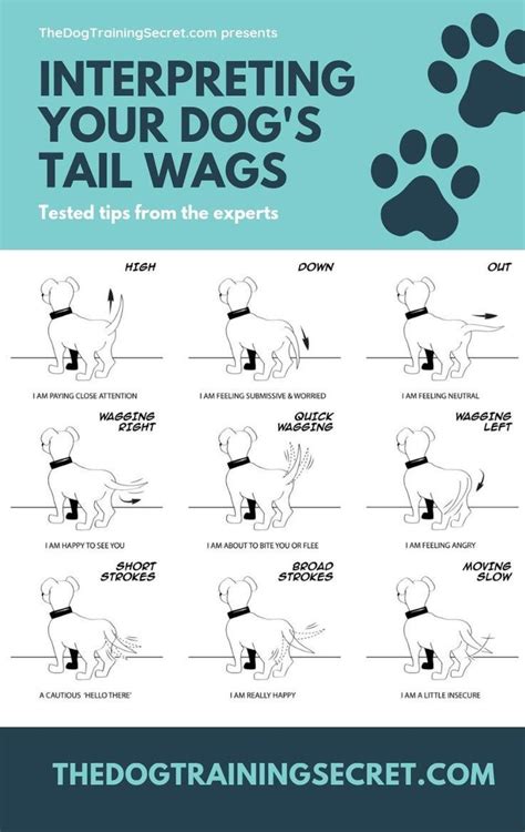 How To Read A Dogs Body Language To Improve Learning