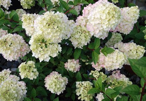 Strawberry Sundae Hydrangea Plant Library Pahls